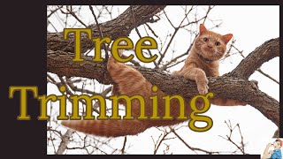 Creative Tree Trimming. Not For The Faint Of Heart.