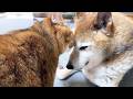甘えん坊な猫ともっと甘えて欲しい柴犬。そして病気の子猫に嬉しい変化がありました
