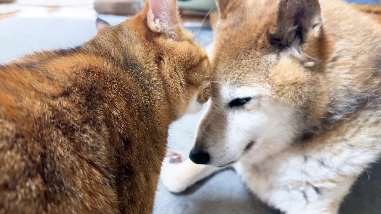 甘えん坊な猫ともっと甘えて欲しい柴犬。そして病気の子猫に嬉しい変化がありました