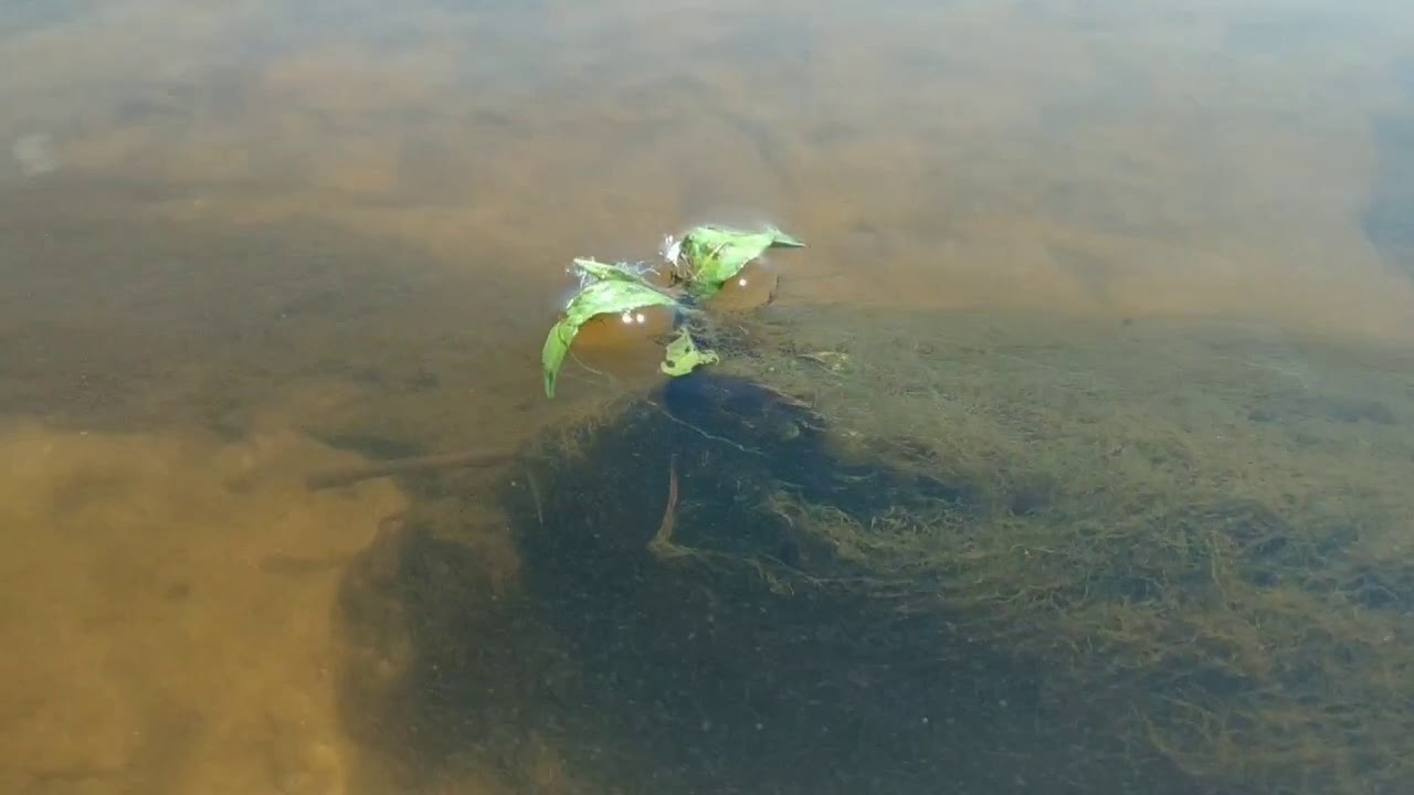 У кромки воды./3 - YouTube