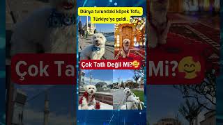 Dünya turundaki köpek Tofu Türkiye’ye geldi 🥰#haber #magazin