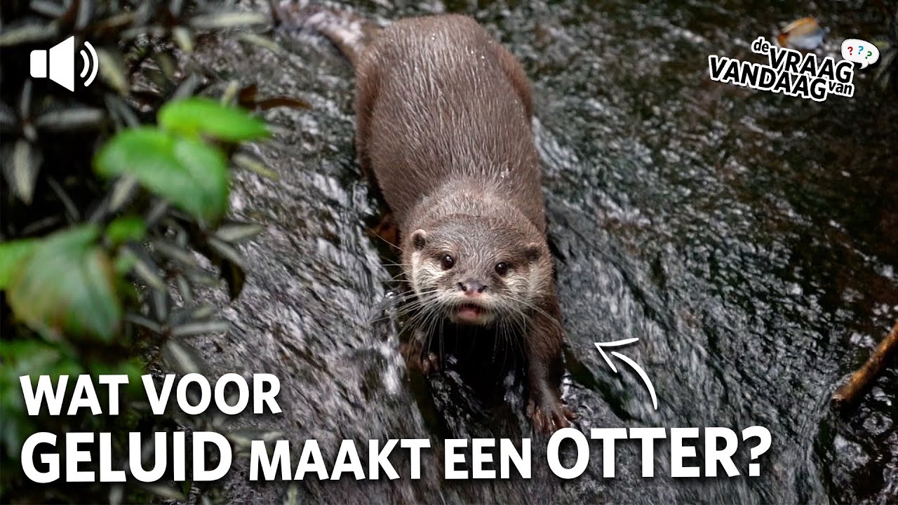 Wat voor geluid maakt de kleinklauwotter? 🔊 | De Vraag Van Vandaag