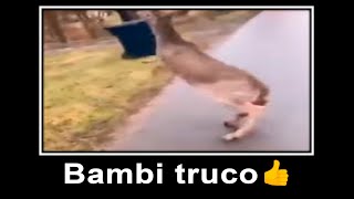 BAMBI TRUCO 