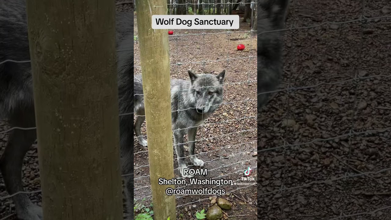Please Visit This #wolfdog #sanctuary!! #pnw