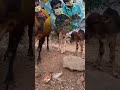 जय श्री राधे🙏🐄 #helpingvideo #premanandjipravachan #cow #gauseva #gaumata #gausevak #gay_ke_bacche🐄