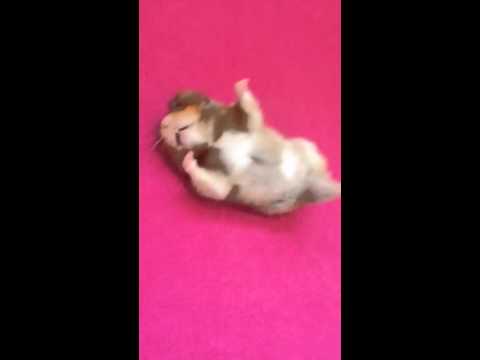 hamster-playing-dead