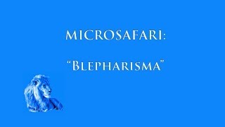 MicroSafari   Blepharisma