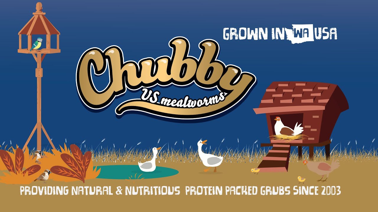 US GROWN MEALWORMS BY CHUBBY MEALWORMS YouTube
