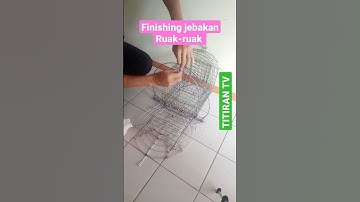 Sangkar jebak Ruak-ruak, test kualitas per || yeti air Line #shorts #ruakruak #jebakruakruak
