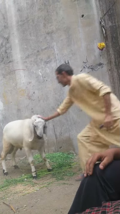 Larhi
