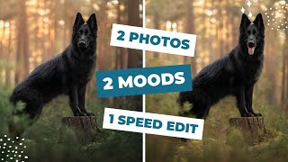 Editing for Mood in Pet Photography: Speed Edit of Two Photos, Same Dog, Different Vibes screenshot 5