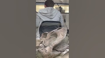 Making Molds From REAL Dinosaur Bones - Rocky Mountain Dinosaur Resource Center