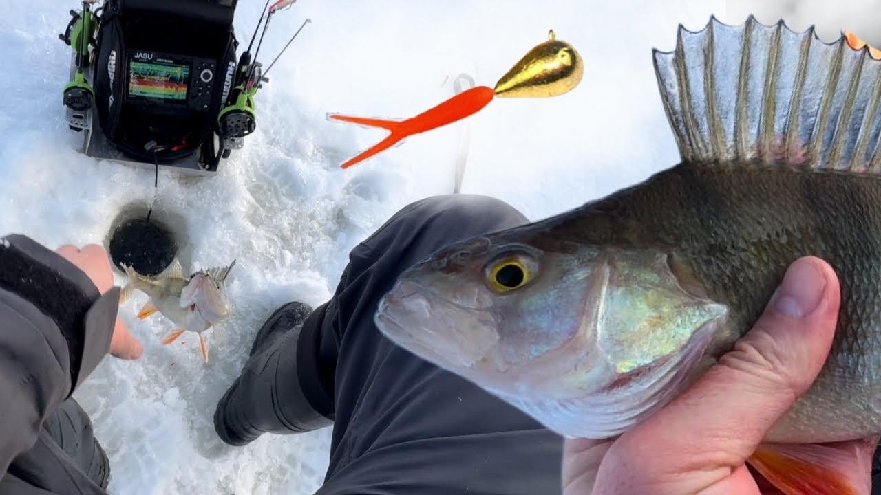 Uusi vuosi ja uusi laki - Jigimorri VS Kärpäsentoukka - Ahvenen pilkintää merellä