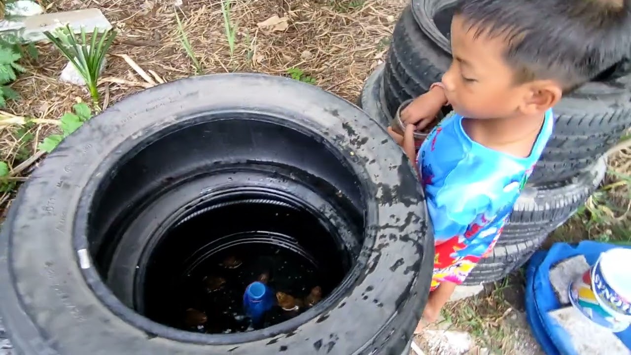 เลี้ยงกบคอนโดในยางรถยนต์เก่าๆ ระบบน้ำง่ายต่อการเปลี่ยน กบโตเร็วมาก