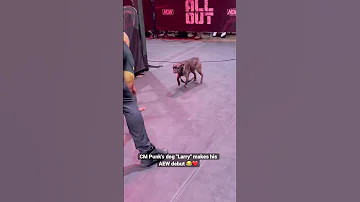 CM Punk's dog running wild at AEW All Out. 😂🐶 (credit: brocklesnarguy) #aew #cmpunk