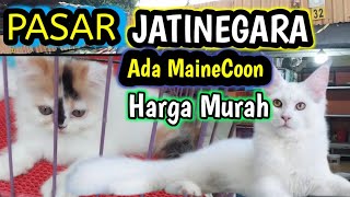 Harga Di Jatinegara❗Kucing lucu 'ada tips mudik juga