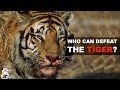 6 Animals That Could Defeat A Tiger