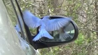 Angry Blue Bird Attack