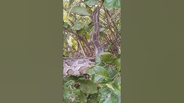 wild python trying to climb tree 🌳#python #snake #wildsnake #shorts  #jungle_adventure_vlog