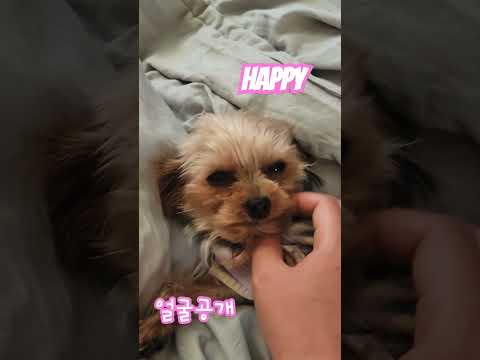#미국강아지 #강아지 #강아지일상 #산책 #초소형견