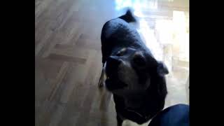 Моя собака поёт. Умерла бененькая 21.07.2011. - ჩემი ძაღლი მღერის. დაიღუპა საცოდავი 21.07.2011.