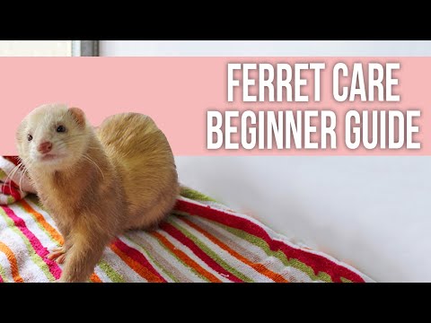 Video: Basic Ferret Care ja Facts