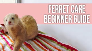 Ferret Care: How to Take Care of Your Ferret (Beginner Guide) screenshot 1