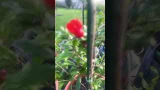 Pomegranate