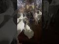 Deonar Bakra Mandi..#shorts #deonarbakra #deonarmandi #bakramandi #goats #bakra #animals #trending