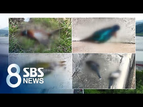 새 충돌 사고 줄인다…고속도로 <strong>방음벽에</strong> &amp;#39;사각점&amp;#39; 첫 부착 / SBS