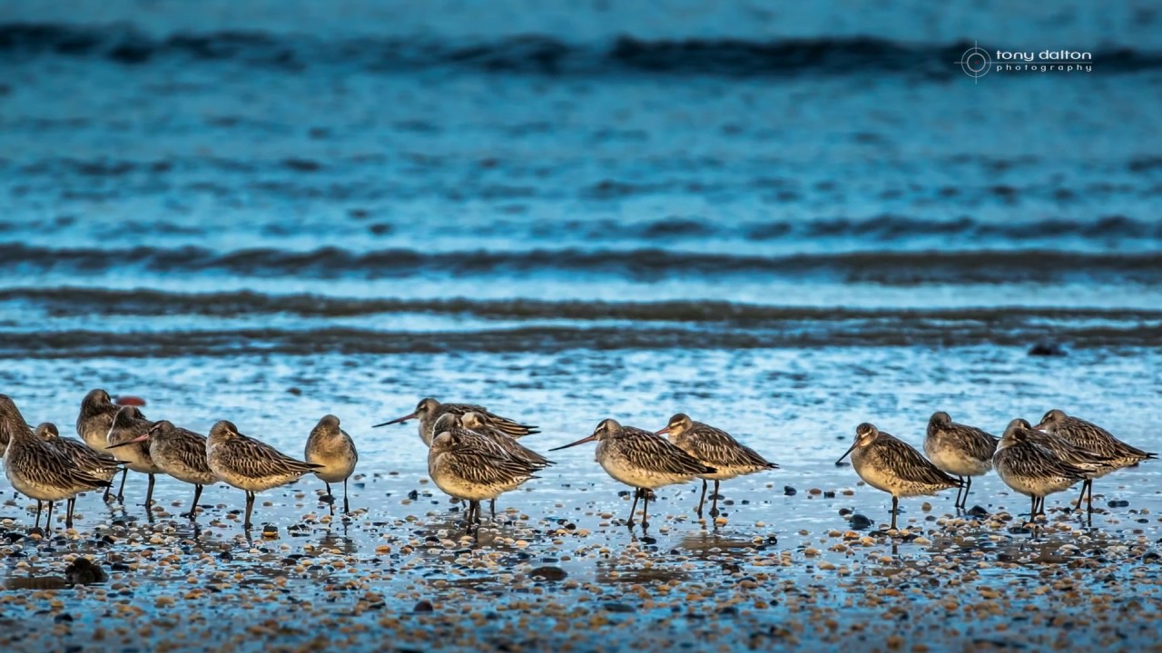 The Wildlife of Belfast Lough