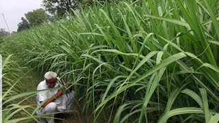 जून के महीने में गन्ने में दो स्प्रे करके गन्ने की मोटाई लंबाई और कल्लों का वजन कैसे बढ़ाया जा सकता