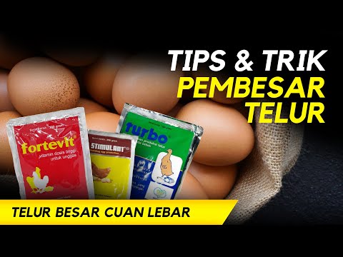 Telur Bebek Omega