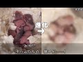睡眠不足の母ハムスターの苦労もあって遂に、、、
