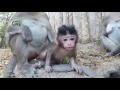 Life of monkeys Ep135, cute baby monkey, baby monkey trying to jump, bab...