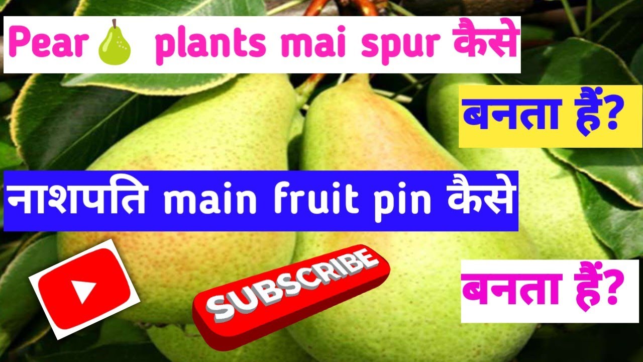 Pear🍐plants mai spur kaise banta hai? नाशपति main fruit पिन कैसे बनती hai? #youtube #viralvideo ...