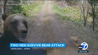 Celebrity Mama bear attacks men in car near her cub on wooded road in Hokkaido, Japan Net Worth