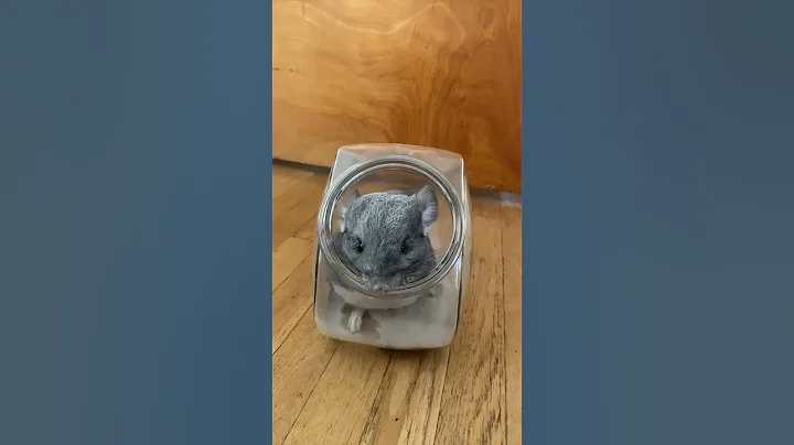 have you ever seen a chinchilla taking a dust bath - DayDayNews