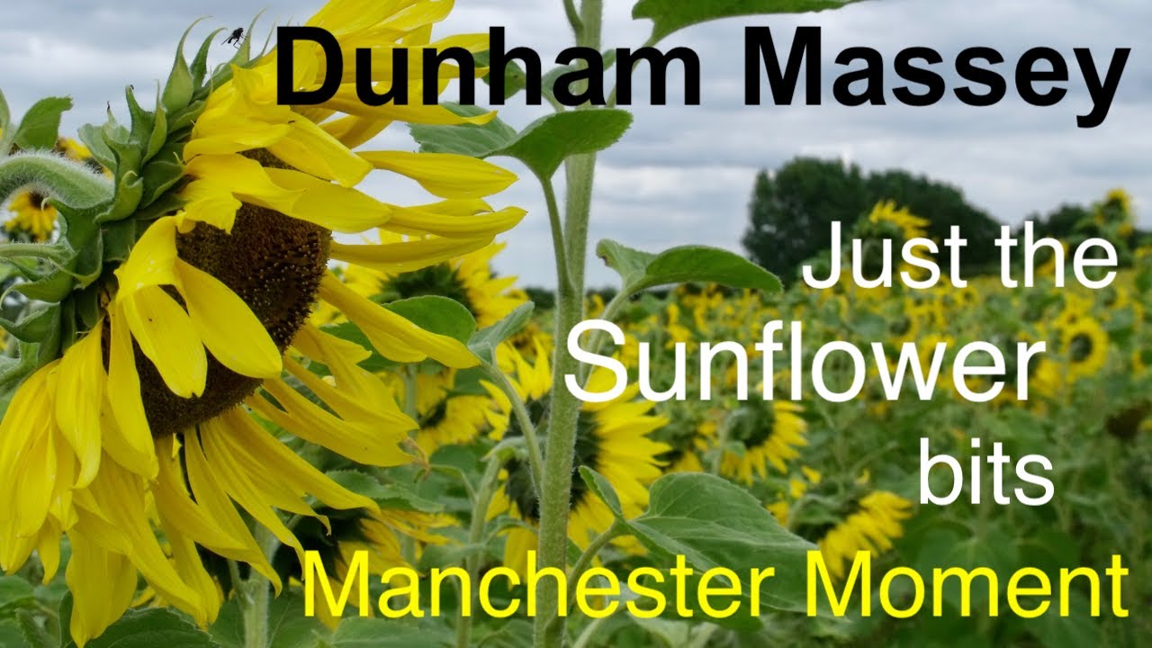 Just the Sunflower bits at Dunham Massey YouTube