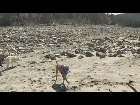 Colorado Yeti Dogs - Summer Vibes Run