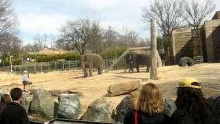 20070312 Zoo- elephants-fix