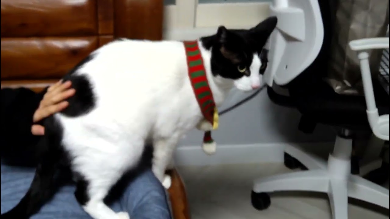 요미랑 나 겨울 2024