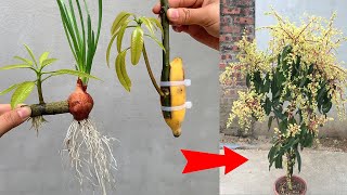 SUMMARY OF SUPER QUICK TECHNIQUES for simply propagating mango trees using onions and green bananas