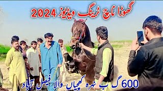 horse Dance papu Shah 2024گھوڑا ناچghora dance in pakistan