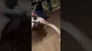 Dairyfarm #rajasthan #funny #milk #dairyfarming #milking
