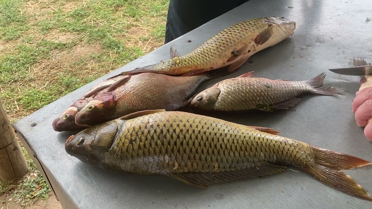 Рыбалка на Ахтубе в августе 2021г ,Харабалинский р-н, Селитренное ...