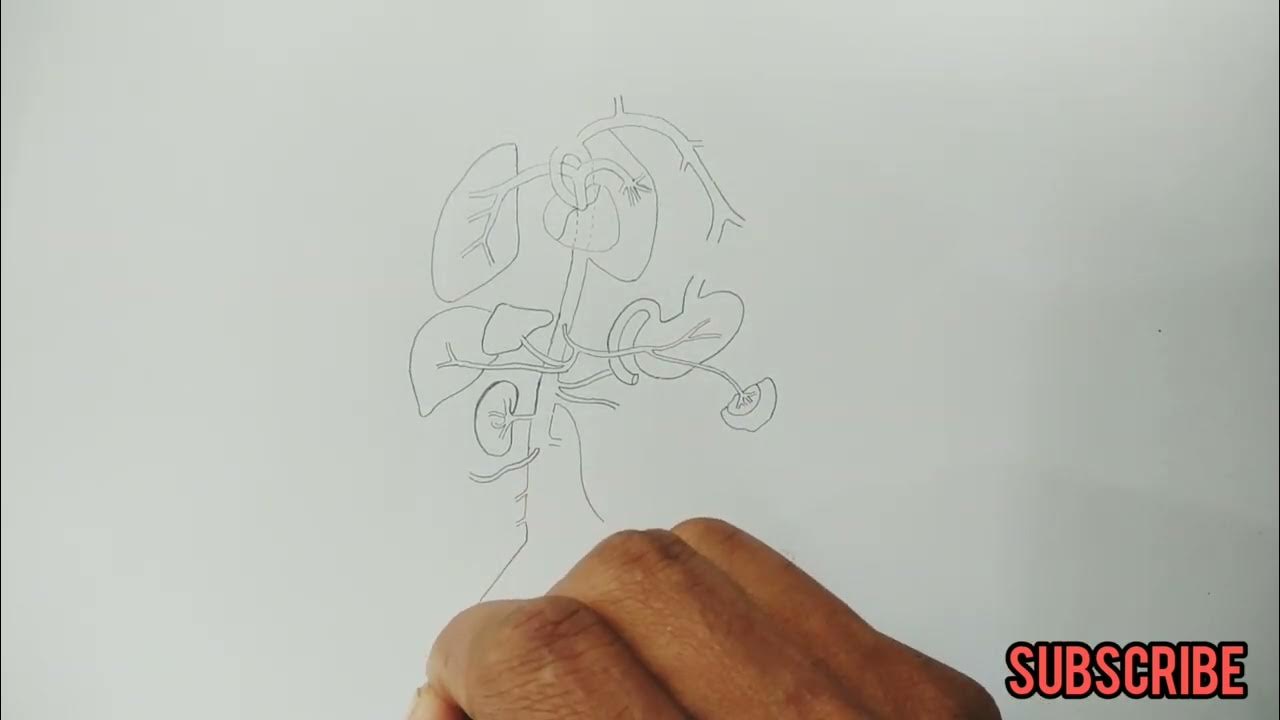 human arterial system || how to draw human arterial system || diagram