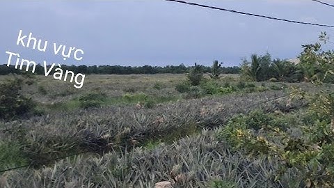 Run Tay  khi Quay Lại Vùng Này. Câu Cá Trê Vàng.@tranchungcuchi