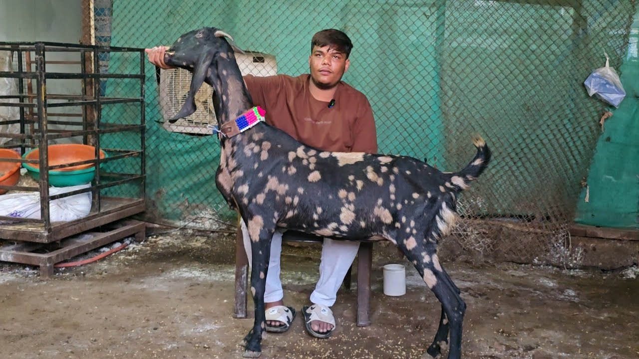 Loot Lo Offer on Quality Beetal Goats at National Goat farm Yeola Maharashtra 