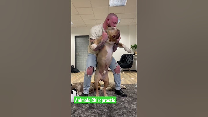 #chiropractic #doglover #foryou #köln #animals #shorts #doglover
